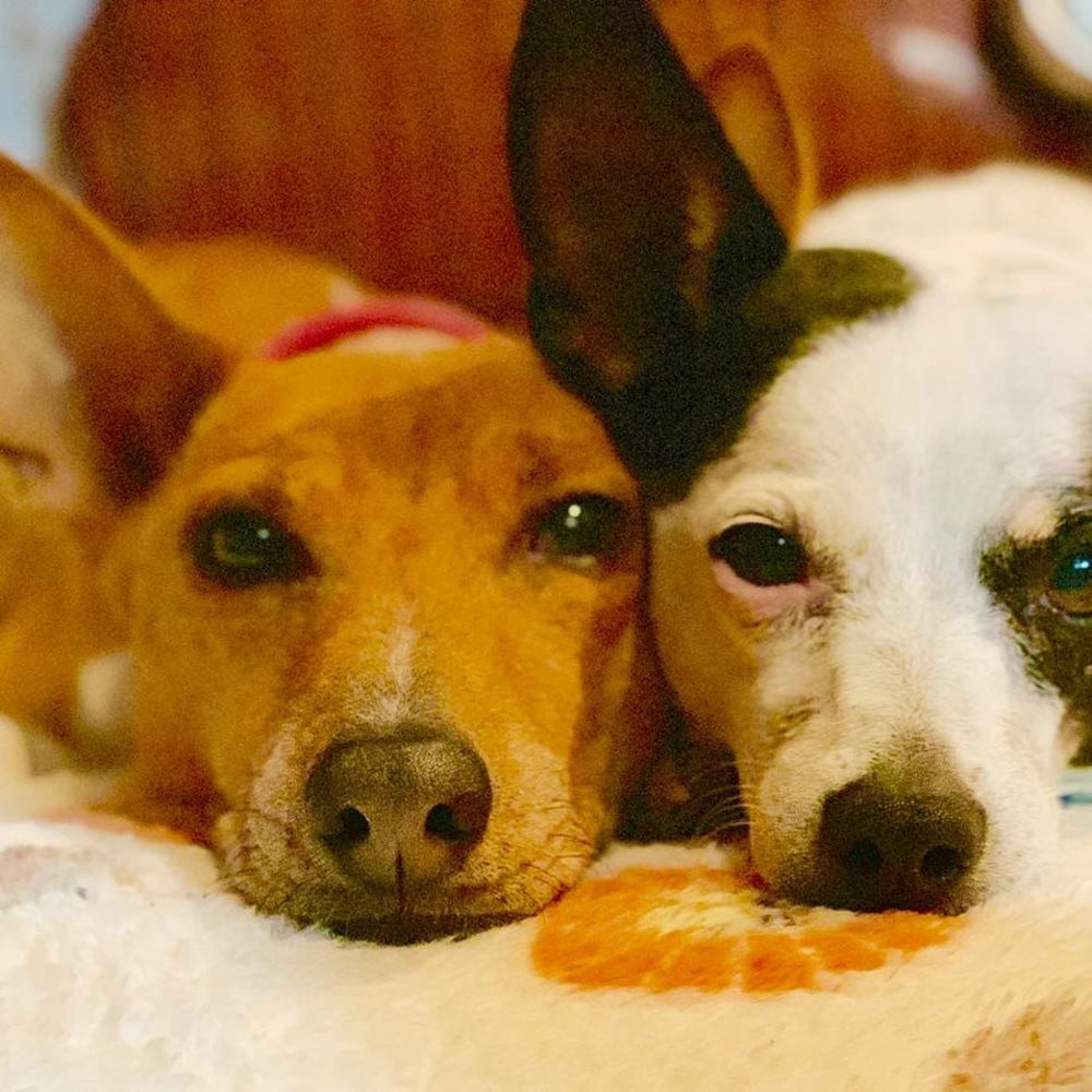 Meet your Posher, Simi